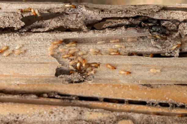 Pest Control Cost in Glen Head, NY